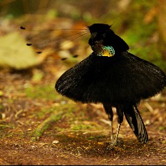 Darkbird