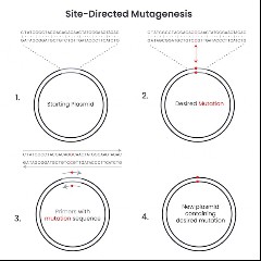 Mutagenese