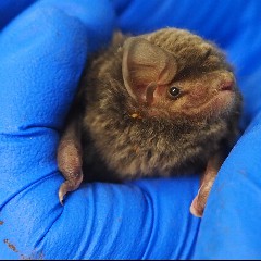 Fat Bat