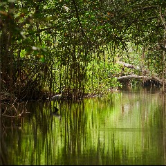 Manglar
