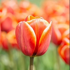 Tulp