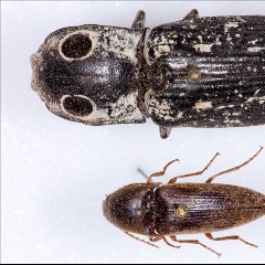 The Click Beetles