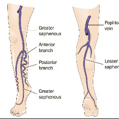 Saphenous