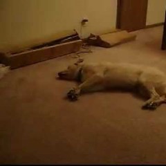 Sleepwalk the Dog