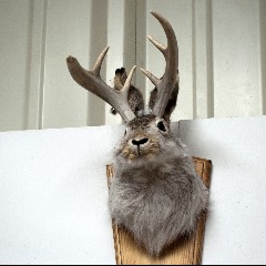 Jakalope