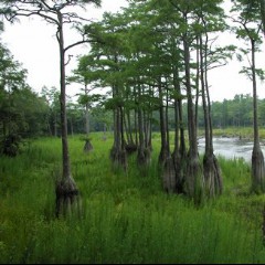Nature Sounds