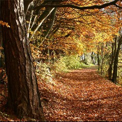 Herbst