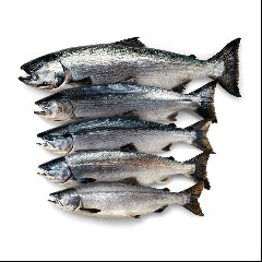 Salmon