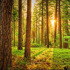 Im Wald
