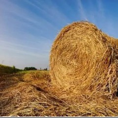 Paddygrass