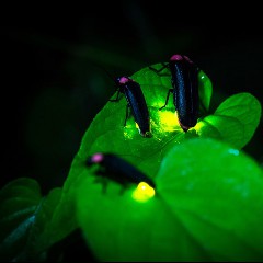 ほたる