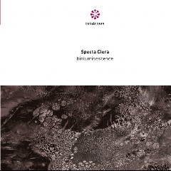 Specta Ciera
