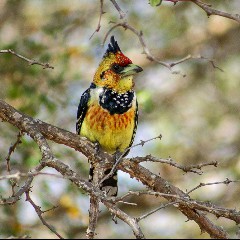 african sonbirds
