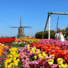 TULIP TRIP