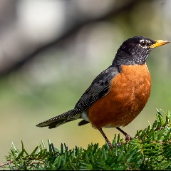 Robin Bird