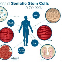 Somatic Cell