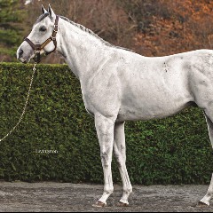 DISCO STALLION