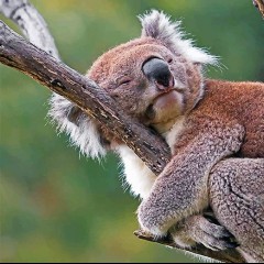 Sleepy Koala
