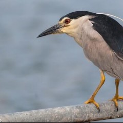 Night Heron