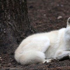 Polarwolf