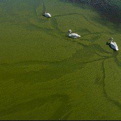 News Of The Finger Lakes