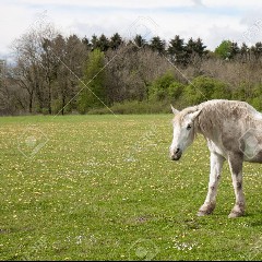CABALLO VIEJO