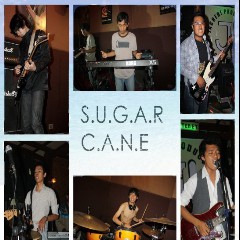 Sugarcane