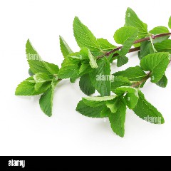 Yerba Buena