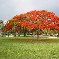 Poinciana