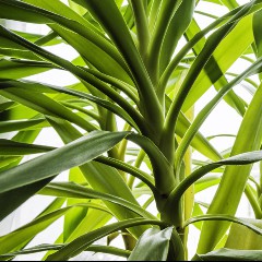 YUCCA YUCCA