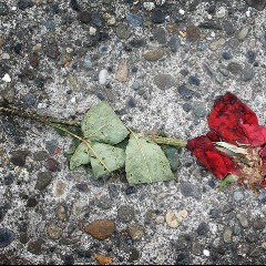 Trampled Rose