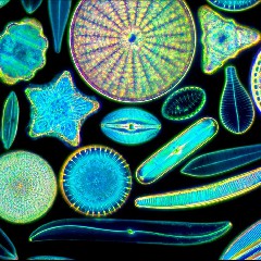 Diatom