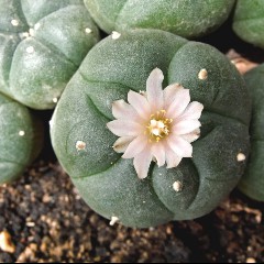 Peyote