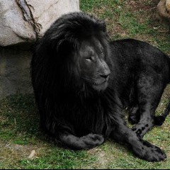 Black Lion