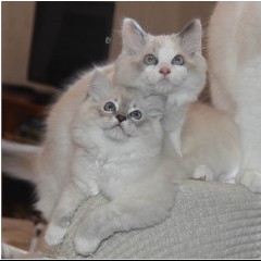Melody Chaton