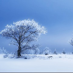 Winterland