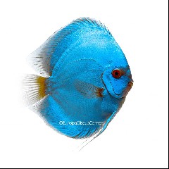 Discus