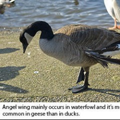 Angelwing