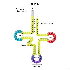 Trna