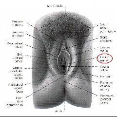 Labium