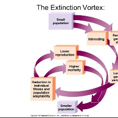 Genetic Vortex