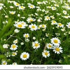 Kamomille