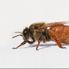 Queen Bees