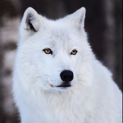 White Wolf