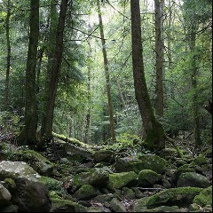 Sounds of the Earth
