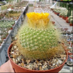 Parodia