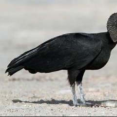 The Black Vultures