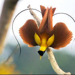The Paradise Birds