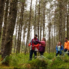 Forest Walks