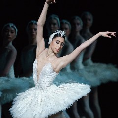 The Swan & The Lake